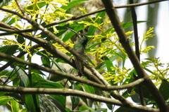 Heliodoxa leadbeateri