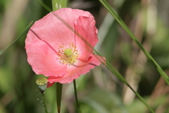Papaver rhoeas