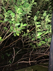 Calyptospora columnaris