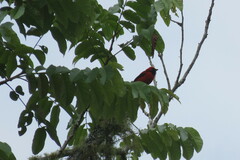Calochaetes coccineus