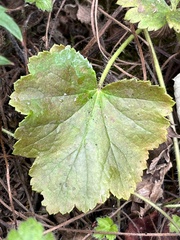 Heuchera chlorantha
