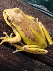 Dendropsophus molitor