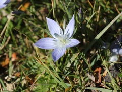 Lomatogonium carinthiacum
