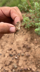 Phrynosoma hernandesi