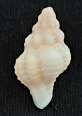 Calotrophon ostrearum