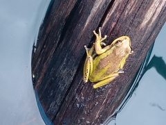 Dendropsophus molitor