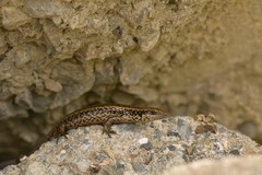 Oligosoma kokowai