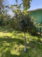 Ficus carica