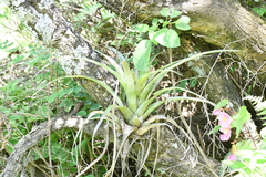 Tillandsia utriculata