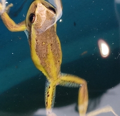 Dendropsophus molitor