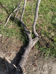 Phellodendron amurense