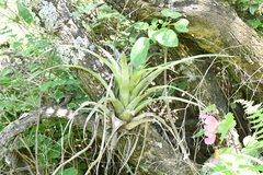 Tillandsia utriculata