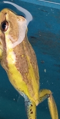 Dendropsophus molitor
