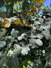 Ficus carica