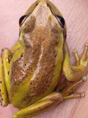 Dendropsophus molitor