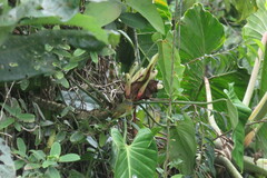 Rhynchocyclus fulvipectus