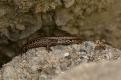 Oligosoma kokowai