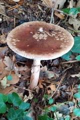 Amanita rubescens