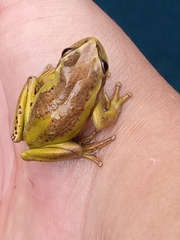 Dendropsophus molitor