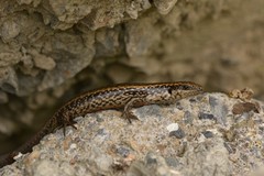 Oligosoma kokowai