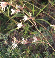 Oenothera filiformis