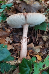 Amanita rubescens