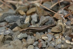 Oligosoma kokowai