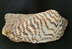 Arca zebra