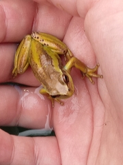Dendropsophus molitor