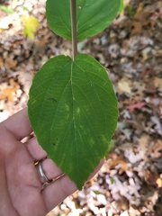 Viburnum setigerum