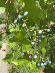 Ampelopsis