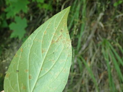 Cronartium flaccidum