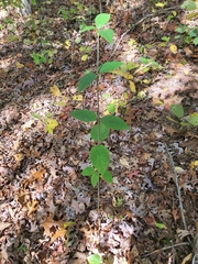 Viburnum setigerum