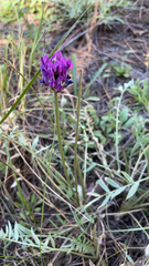 Oxytropis lambertii