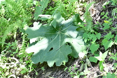 Psacalium peltatum