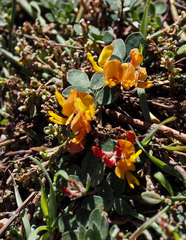 Acmispon decumbens