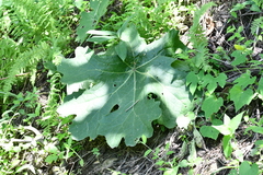 Psacalium peltatum