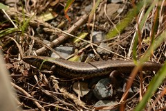 Oligosoma kokowai