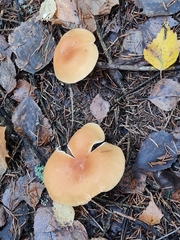 Paralepista gilva