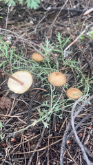 Marasmiineae