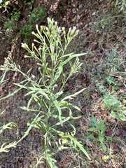 Eupatorium × pinnatifidum