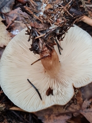 Paralepista gilva