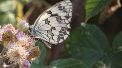 Melanargia lachesis