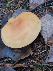 Paralepista gilva