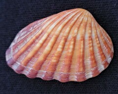 Cardites floridanus