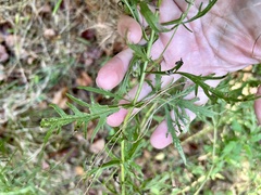 Eupatorium × pinnatifidum