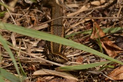 Oligosoma kokowai