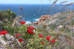 Drosanthemum lavisii