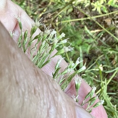Eupatorium × pinnatifidum