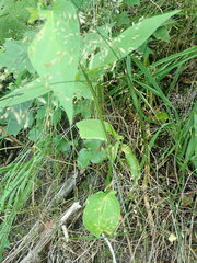 Cronartium flaccidum